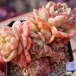 동영상] 체리문(자연군생) 50-30 : 다육식물 - 엑스플랜트