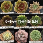 주성농원 다육식물 모음 : 하월시아 - 엑스플랜트
