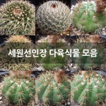 세원선인장 다육식물 모음 : 선인장 - 엑스플랜트