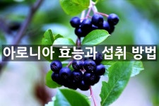 아로니아 효능과 섭취 방법은? - 위즐