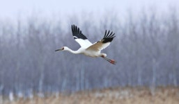 9 May 2020: World Migratory Bird Day - UNESCO World Heritage Centre 9 May 2020: World Migratory Bird Day
