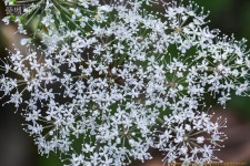 풀베개 : 인터넷식물도감 - 궁궁이 일까요???