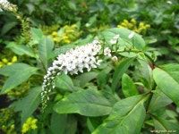 풀베개 : 인터넷식물도감 - 큰까치수염