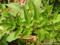 풀베개 : 인터넷식물도감 - 은영3