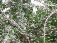 풀베개 : 인터넷식물도감 - 용수목 마티디오