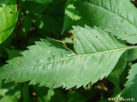 풀베개 : 인터넷식물도감 - 제 식물의 이름을 찾아주세요.