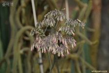 풀베개 : 인터넷식물도감 - 천손