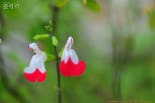 풀베개 : 인터넷식물도감 - 덕평휴게소에서