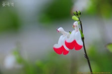 풀베개 : 인터넷식물도감 - 덕평휴게소에서