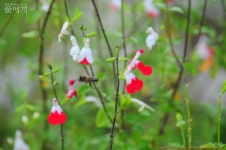 풀베개 : 인터넷식물도감 - 덕평휴게소에서