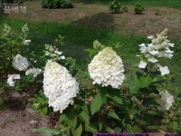 풀베개 : 인터넷식물도감 - 큰나무수국