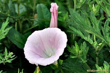 풀베개 : 인터넷식물도감 - 나팔꽃하고 메꽃 ?