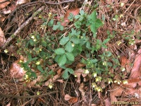 풀베개 : 인터넷식물도감 - 걍~ 양지꽃??