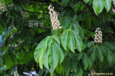 풀베개 : 인터넷식물도감 - 칠엽수(마로니에)