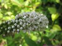 풀베개 : 인터넷식물도감 - 까치수염인가요^^