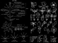 풀베개 : 인터넷식물도감 - 꽃의 구조...