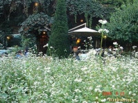 풀베개 : 인터넷식물도감 - 하이디 하우스 메밀축제 뒷이야기