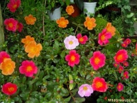 풀베개 : 인터넷식물도감 - 동시-별이 놀다간 자리