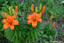 풀베개 : 인터넷식물도감 - 나리꽃