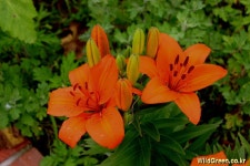 풀베개 : 인터넷식물도감 - 나리꽃