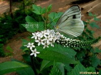 풀베개 : 인터넷식물도감 - 까치수염의 나비 (테마 겔러리를 만들면서...)