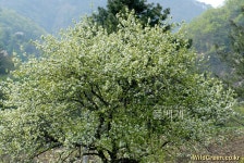 풀베개 : 인터넷식물도감 - 돌배나무