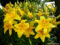 풀베개 : 인터넷식물도감 - 날개하늘나리