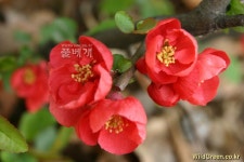 풀베개 : 인터넷식물도감 - 명자꽃