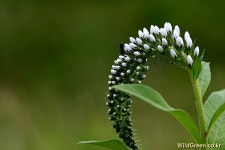 풀베개 : 인터넷식물도감 - 까치수염