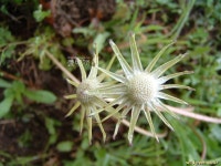 풀베개 : 인터넷식물도감 - 민들레 홑씨는 날라가고,,,,