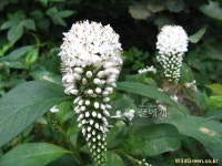 풀베개 : 인터넷식물도감 - 까치수염