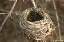 풀베개 : 인터넷식물도감 - 새둥지