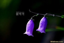 풀베개 : 인터넷식물도감 - 금강초롱