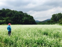 [여행] 천지가 햐얀 메밀꽃…소설이 된 마을 - 헤럴드경제 [여행] 천지가 햐얀 메밀꽃…소설이 된 마을