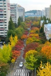 양천구, 2.1km ‘아름다운 단풍길’ 운영…“쓸기 전에 오세요” - 헤럴드경제 양천구, 2.1km ‘아름다운 단풍길’ 운영…“쓸기 전에 오세요”