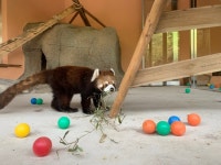 서울대공원 렛서팬더 상큼이ㆍ앵두, “새 집 구경 오세요~” - 헤럴드경제 서울대공원 렛서팬더 상큼이ㆍ앵두, “새 집 구경 오세요~”