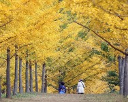 1년에 딱 10월만 개방…단풍명소 ‘홍천 은행나무 숲’ 가볼까 - 헤럴드경제 1년에 딱 10월만 개방…단풍명소 ‘홍천 은행나무 숲’ 가볼까