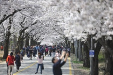 설악산로 왕벚나무 가로수 126본 식재 - 헤럴드경제 설악산로 왕벚나무 가로수 126본 식재
