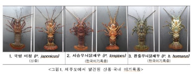 제주해역서 ‘닭새우과’ 신종 해양생물 첫 발견 - 헤럴드경제 제주해역서 ‘닭새우과’ 신종 해양생물 첫 발견