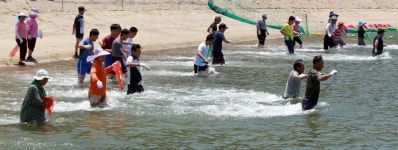 함평군 돌머리 해수욕장,뱀장어 잡기 체험 오세요 - 헤럴드경제 함평군 돌머리 해수욕장,뱀장어 잡기 체험 오세요