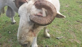 뉴질랜드 양 내성뿔에 눈알 뚫려…방치한 주인 유죄판결 [나우,어스] - 헤럴드경제 뉴질랜드 양 내성뿔에 눈알 뚫려…방치한 주인 유죄판결 [나우... 