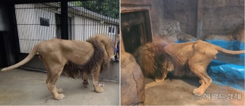 ‘갈비뼈 사자’ 청주로 오더니 몰라보게 달라졌다 - 헤럴드경제 ‘갈비뼈 사자’ 청주로 오더니 몰라보게 달라졌다