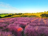 송악산 갈바람·새별오름 핑크뮬리...제주 가을, 바다와 밀당 중 - 헤럴드경제 송악산 갈바람·새별오름 핑크뮬리...제주 가을, 바다와 밀당 중