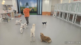 댕댕이, 걱정말고 애견호텔에 맡기세요 - 헤럴드경제 댕댕이, 걱정말고 애견호텔에 맡기세요