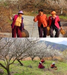 ‘한국기행’ 하동 오지마을 먹점골 할머니 삼총사의 매화 필 무렵 | 서울경제 ‘한국기행’ 하동 오지마을 먹점골 할머니 삼총사의 매화 필 무렵