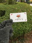 [카멜리아 힐] 동백꽃이 아름다운 | 세상의 모든 여행, 위시빈