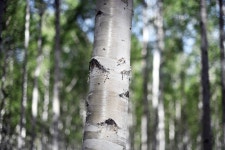 [인제 원대리 자작나무 숲] 간직하고 싶은 풍경 | 세상의 모든 여행, 위시빈