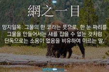             그물에 관한        사진 명언