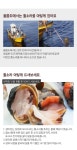 울릉도 자연산 뿔소라(4kg) | 울릉도농부해맑은농장 | 꽃피는아침마을