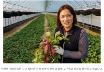 2023 햇소담미 여주고구마 3kg 한입사이즈 | 여주능서농원 | 꽃피는아침마을